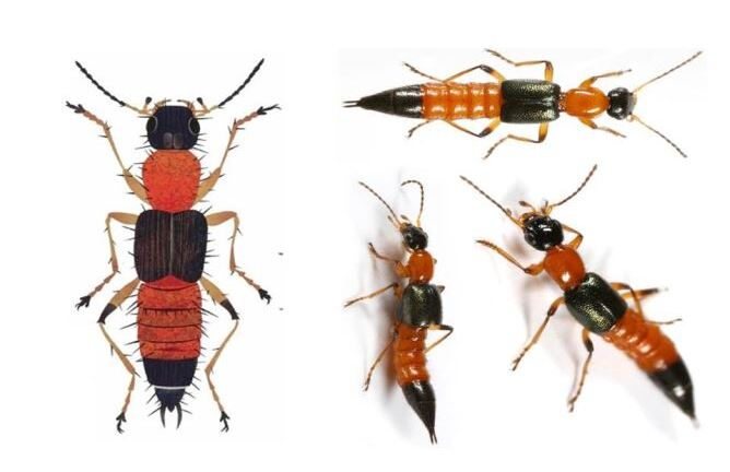 Đại dịch kiến ba khoang: Nỗi lo không ngủ của người dân nhiều tỉnh thành