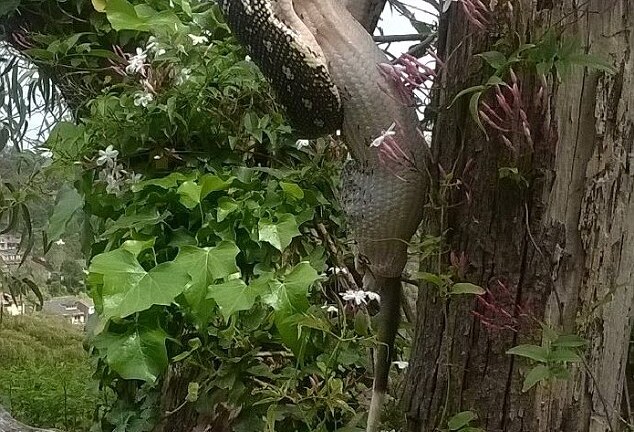 Cận cảnh trăn khủng nuốt chửng thú có túi