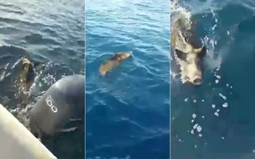 Đi đánh cá gặp lợn rừng bơi giữa đại dương