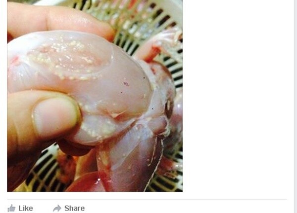 Mua ếch về nấu cháo, giật mình vì đầy nang sán dưới lớp da