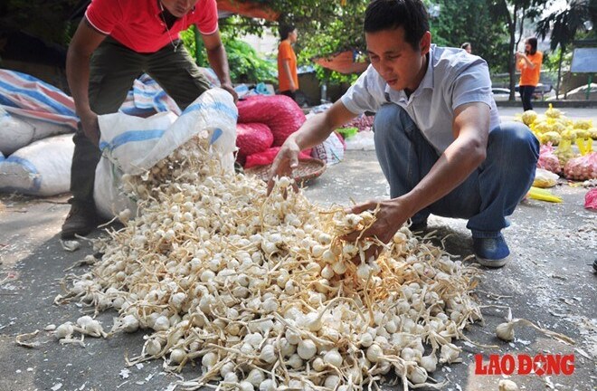 Hành, tỏi Lý Sơn bị thương lái ép giá: Điêu đứng vùng tỏi