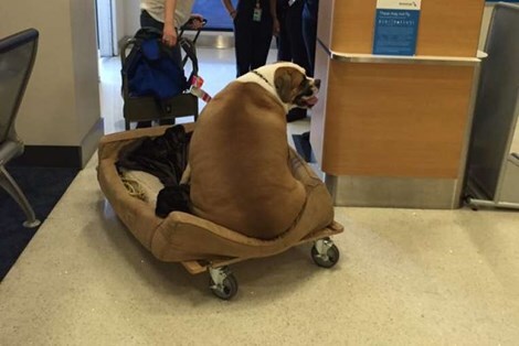 Chú chó béo ú nặng 74kg ngồi vé hạng nhất của American Airlines