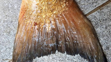 Khánh Hòa: Một lão ngư câu được cá “lạ” nghi là cá Sủ vàng quý hiếm