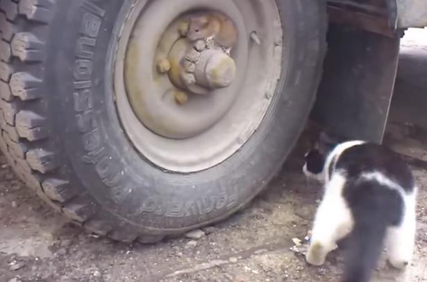 Video Tom và Jerry ngoài đời gây sốt cộng đồng mạng