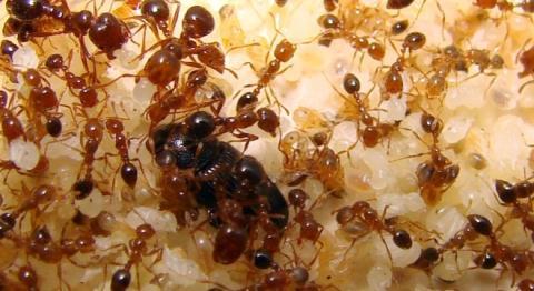 Mẹo vặt đuổi kiến không cần dùng hóa chất hiệu quả bất ngờ