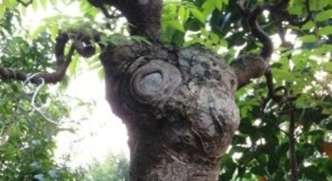 Đỏ mặt vì cây dâu da quá khêu gợi