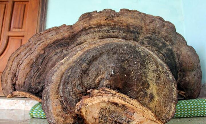 Nghệ An: Dân đổ xô đi xem nấm linh chi nặng 50kg