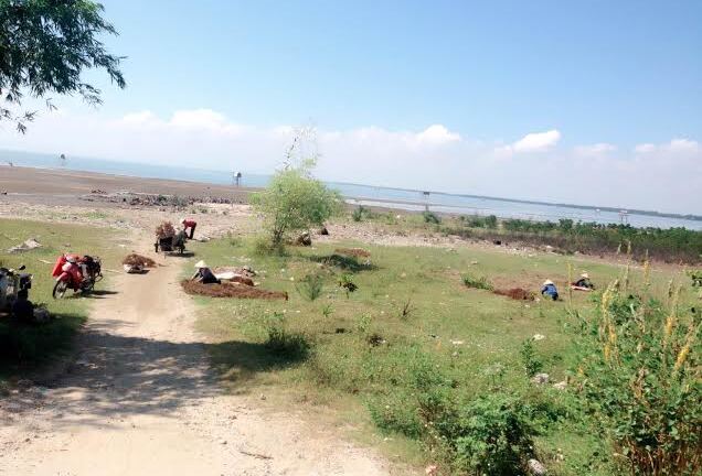 Nghệ An: Dân đổ xô đi đào cây thuốc hương phụ bán cho Trung Quốc 