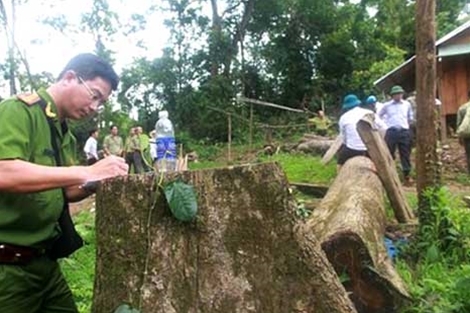 Khởi tố vụ phá rừng vì “nghi án” cán bộ tiếp tay cho lâm tặc