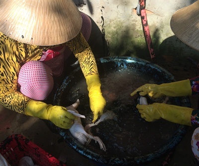 Rùng mình phát hiện cơ sở nhổ lông gà, vịt bằng hóa chất ở Hậu Giang