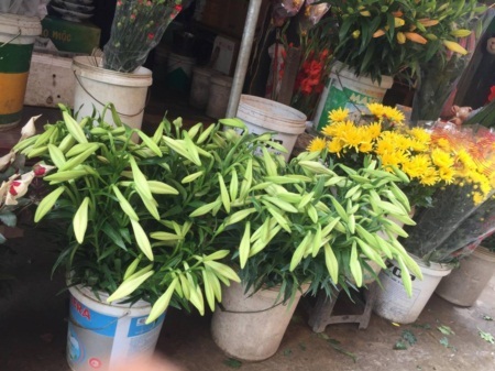 Hoa loa kèn rộn ràng xuống phố gọi mùa hè