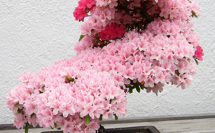 Ngây ngất trước những kiệt tác Bonsai nổi tiếng thế giới
