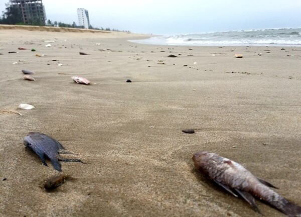 Kiểm tra thông tin “Nghi vấn ống xả thải khổng lồ dưới biển Vũng Áng”