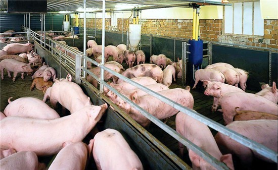 Loại bỏ chất cấm độc hại trong chăn nuôi: Chỉ cần 7 tháng?