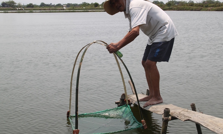 Nước nhiễm mặn ở Bình Định, hơn 17ha cá tôm chết trắng