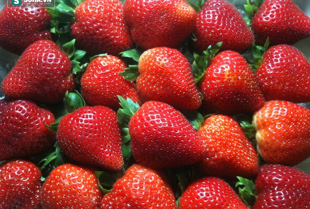 Danh s�ch rau qu? nhi?u v� �t thu?c tr? s�u nh?t 2016