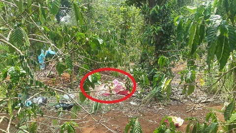 Lần manh mối thi thể nam niên bị bỏ trong rẫy cà phê