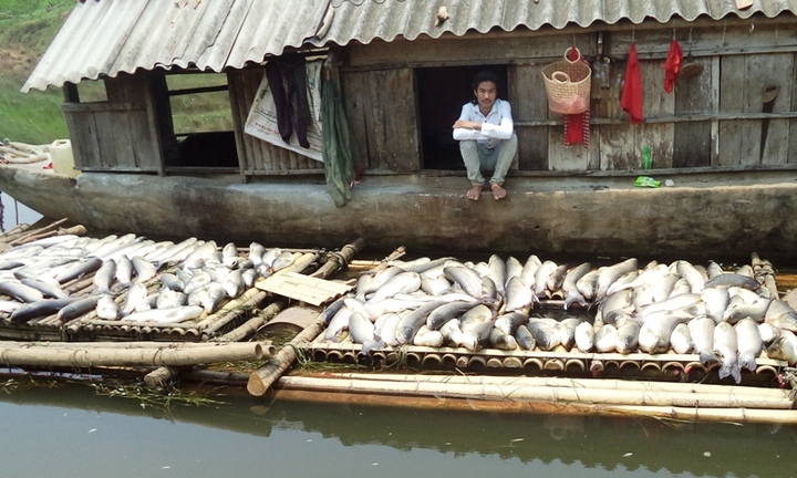 B? T�i nguy�n v� M�i tr??ng v�o cu?c v? c� ch?t h�ng lo?t tr�n s�ng B??i