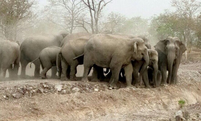 ?�n voi r?ng 20 con xu?t hi?n gi?a ban ng�y, t�n ph� hoa m�u c?a d�n