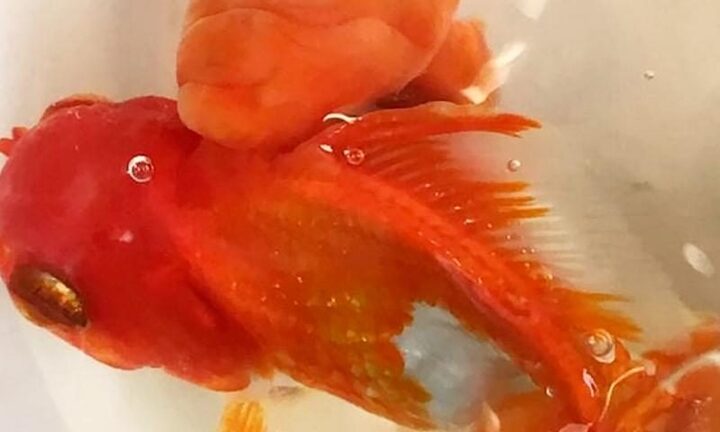 Phẫu thuật loại bỏ khố u khổng lồ cho ... cá vàng