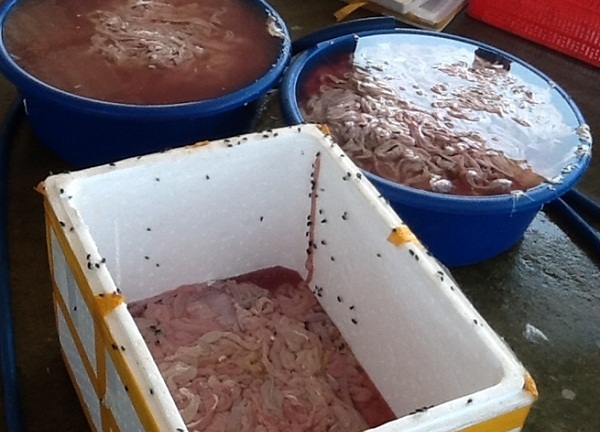 Kinh hãi: 1,5 tần lòng lợn đang phân hủy chuẩn bị vào quán ăn, nhà hàng