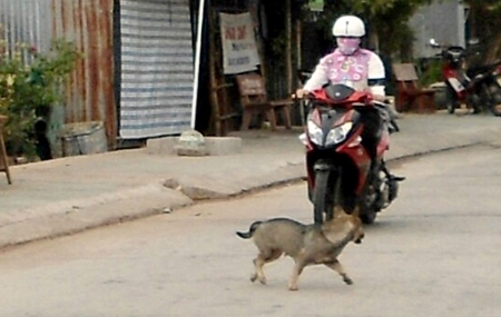 Động vật thả rông gây tai nạn, người chủ có phải chịu trách nhiệm?