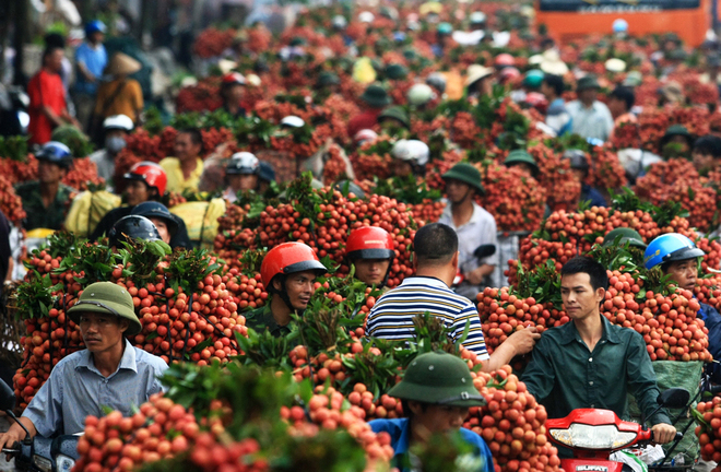 Vải thiều Việt: Gian nan con đường xuất ngoại