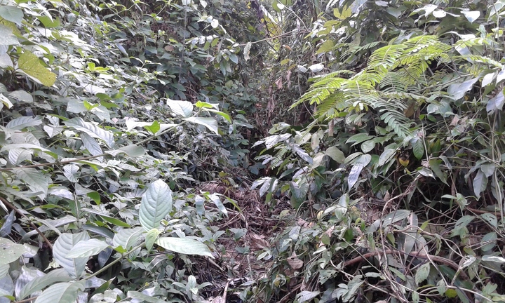 Voi rừng xuất hiện tại một xã miền núi tỉnh Hà Tĩnh