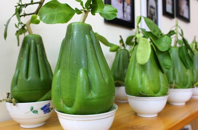 Độc đáo bưởi bàn tay Phật sẽ được cung ứng trong Tết Ất Mùi