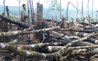 Sơn La: Rừng tự nhiên Ngọc Chiến đang cạn kiệt