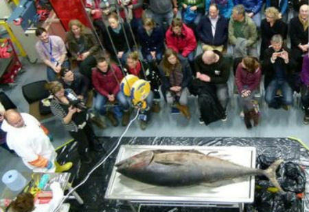 Cá ngừ vây xanh nặng 135kg dạt vào bờ biển Anh