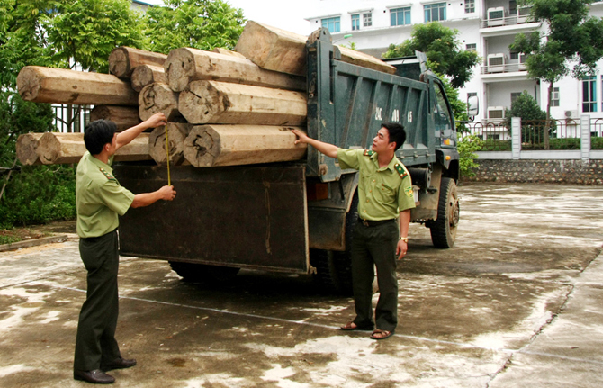 Chặn đứng vụ vận chuyển hơn 3m3 gỗ lậu quý hiếm