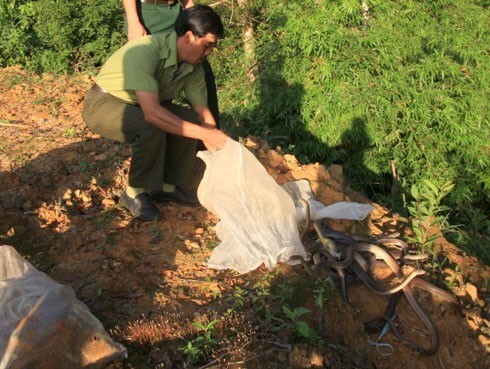 30 cá thể rắn ráo được trở về với môi trường tự nhiên