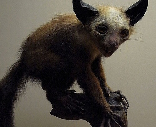 Loài khỉ Aye Aye được coi là hiện thân của quỷ dữ 