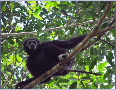 Bàn giao 2 cá thể vượn đen má trắng phục vụ nuôi nghiên cứu khoa học