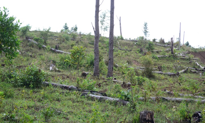 Đắk Nông: Để mất rừng thông, nhiều cán bộ bị tạm đình chỉ công tác