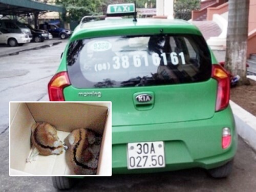 Phát hiện 2 cá thể cu li  "đi taxi "