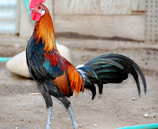 Chuyện ấy gây sốc của động vật giống đực