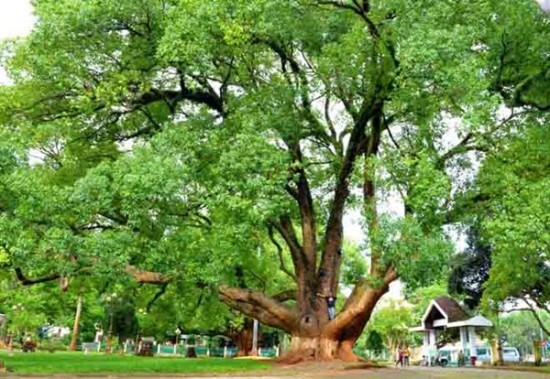 Cặp Long não 80 tuổi trở thành “Cây di sản Việt Nam