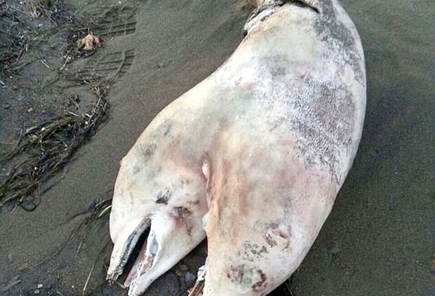 Xác cá heo hai đầu lộ diện ở bờ biển Thổ Nhĩ Kỳ