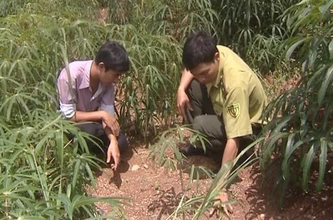 Voi rừng xuất hiện phá hoại hoa màu tại Đắk Nông