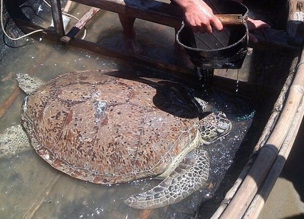 Thả một cá thể rùa biển nặng 70kg về biển khơi