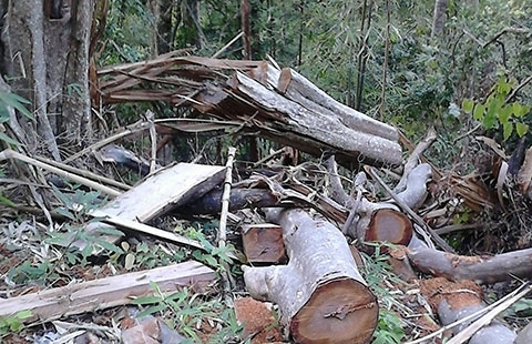 Bình Thuận: Gian nan giữ rừng phòng hộ Sông Lũy