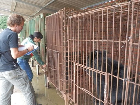 Gấu nuôi nhốt bị bỏ đói, chết hàng loạt tại Quảng Ninh