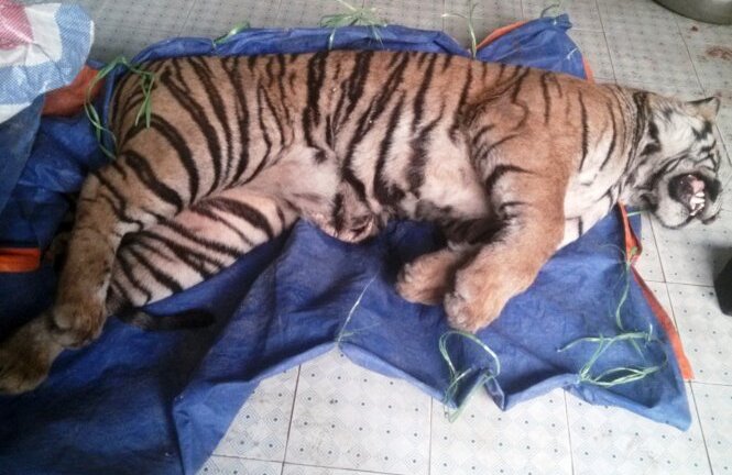 Phát hiện cá thể hổ nặng 140kg trong nhà