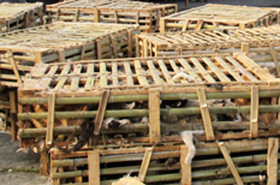 Phát hiện 3 tấn mèo Trung Quốc tuồn vào Hà Nội tiêu thụ