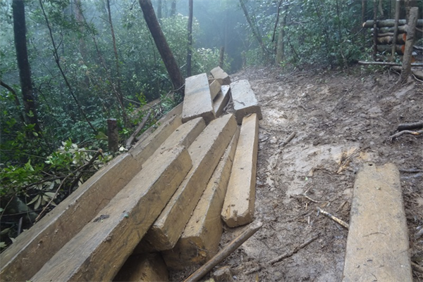 Thu giữ 60m3 gỗ vô chủ tại khu vực biên giới