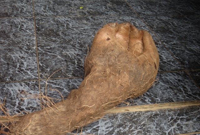 Xôn xao củ khoai vạc hình 