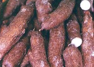Điều tra vụ ăn sắn mì làm 10 người ngộ độc