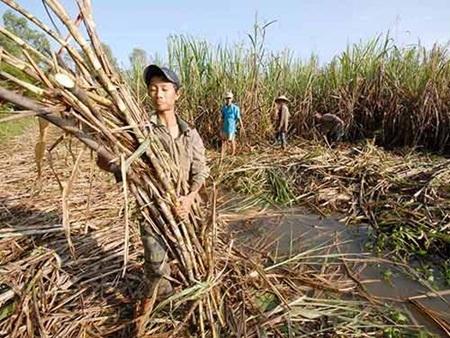 Làm thế nào để chọn đường ăn sạch?